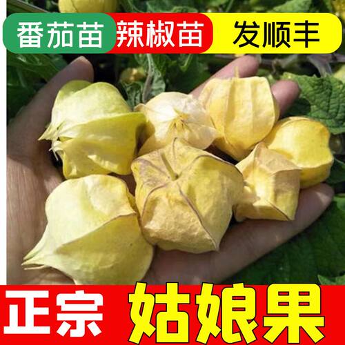 穴盘蔬菜苗四季阳台室内外高产果