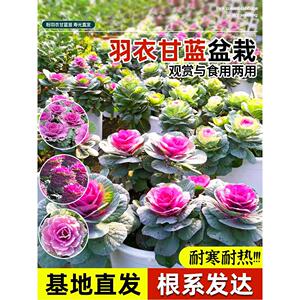 四季粉羽衣甘蓝盆栽苗秧老
