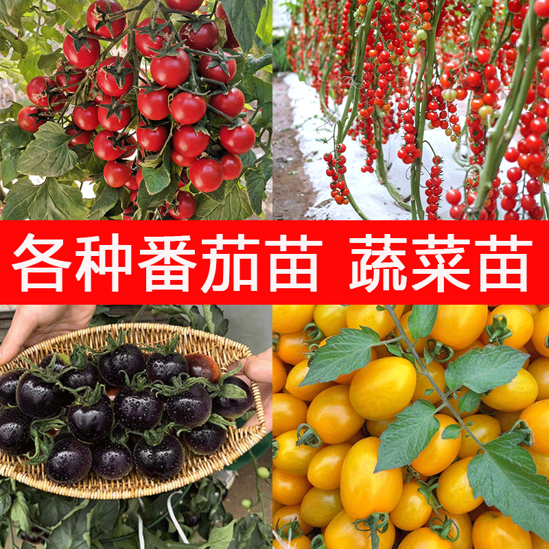 四季番茄苗千禧圣女果盆栽