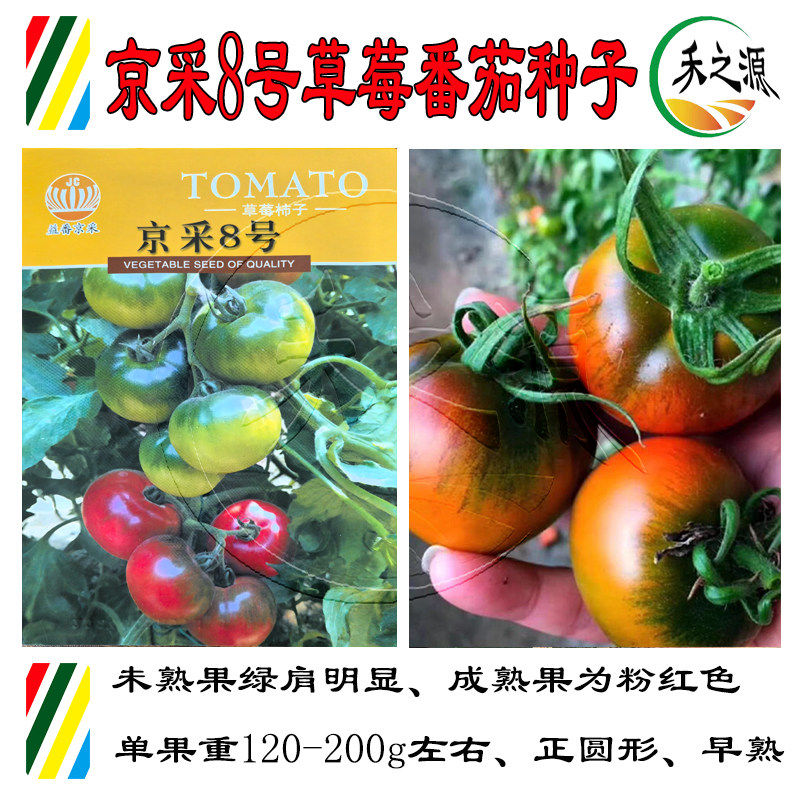 京采8号草莓番茄种子 东北铁皮柿子种籽孑绿肩浓酸甜脆口苗子秧子