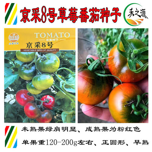 京采8号草莓番茄种子东