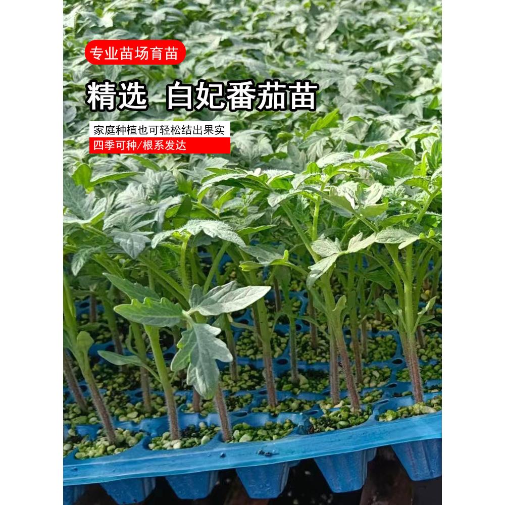寿光超甜白妃樱桃番茄苗秧