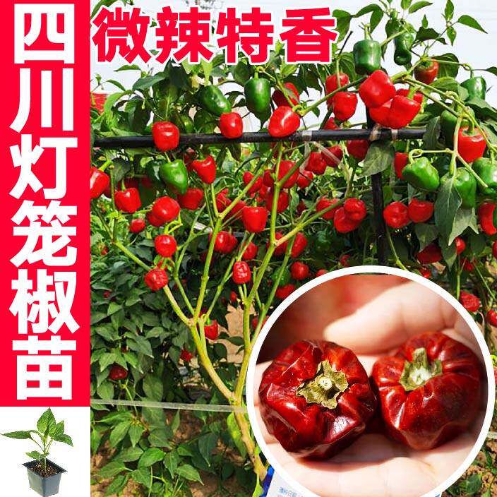 微辣特香四川灯笼椒苗秧带土球红灯笼椒魔鬼美人椒红小米辣椒种子
