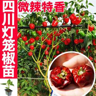 微辣特香四川灯笼椒苗秧带土球红灯笼椒魔鬼美人椒红小米辣椒种子
