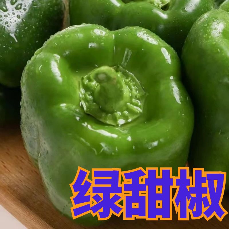 甜椒苗子青种孑辣圆灯笼蔬