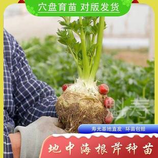 根芹种子孑地中海芹菜根球型蔬菜种苗四季播大田阳台盆栽耐热耐寒