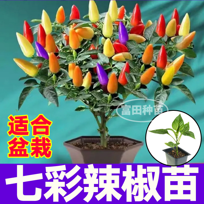 山东寿光七彩辣椒苗秧食用