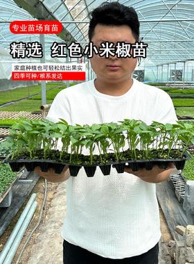 红色小米椒苗朝天椒红辣椒超辣高产阳台盆栽大田四季播蔬菜种子子