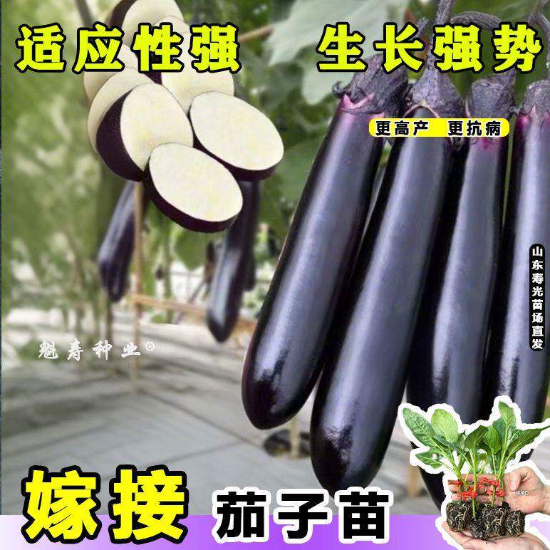 高产抗病嫁接茄子秧苗大长龙紫长茄苗嫁接圆茄苗秧耐热耐寒蔬菜苗