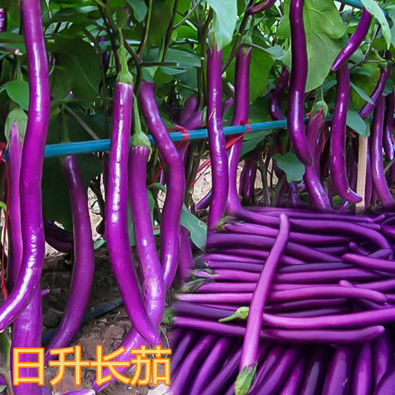线茄种子长杭籽台湾农友紫
