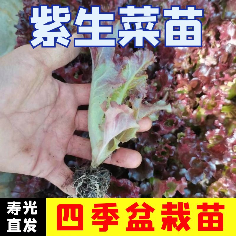 紫生菜苗子紫生菜秧苗四季蔬菜苗