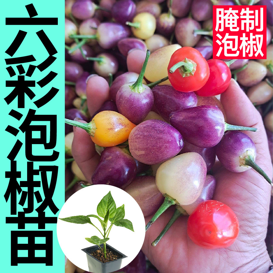 六彩多泡椒辣苗秧七五特种