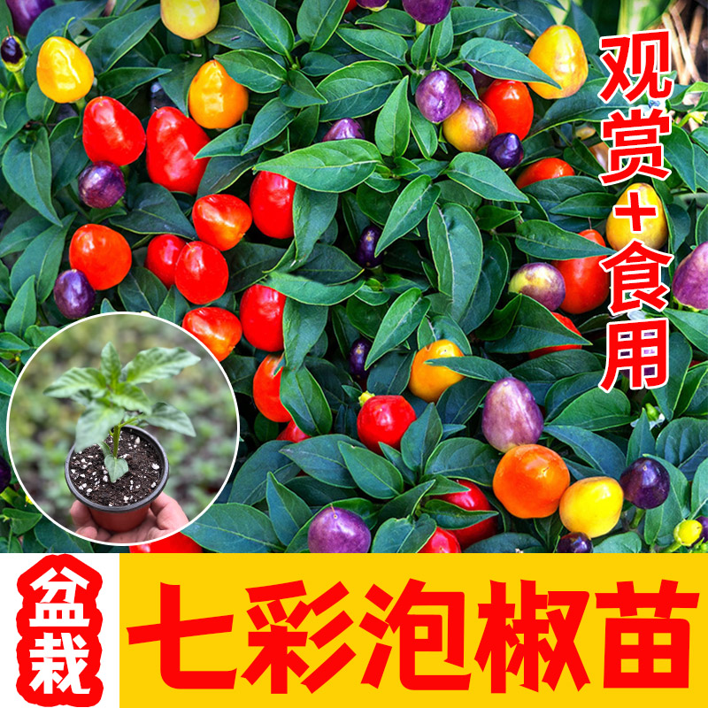 盆栽七彩泡椒苗小辣秧带土