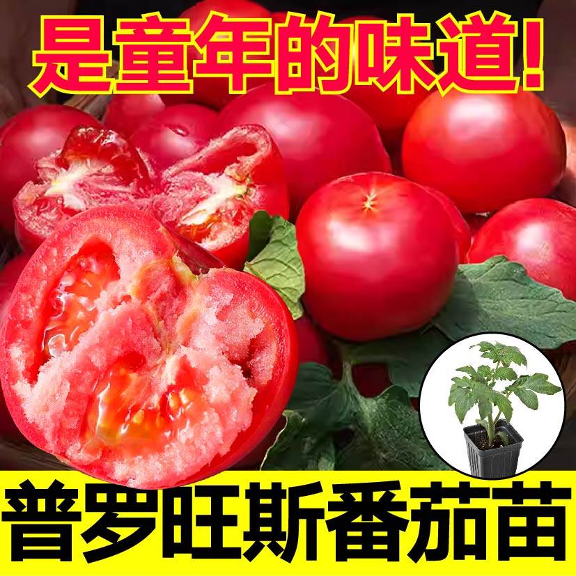 寿光普罗旺斯番茄苗秧沙瓤