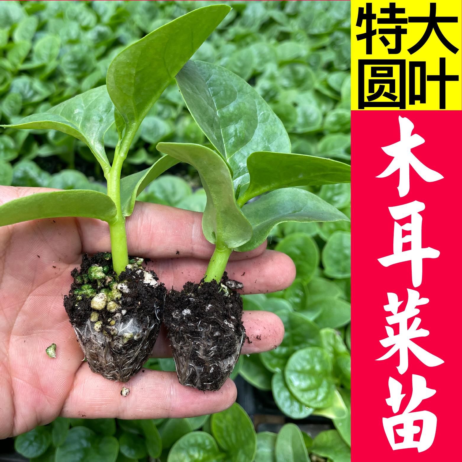 特大圆叶木耳菜阳台盆栽多