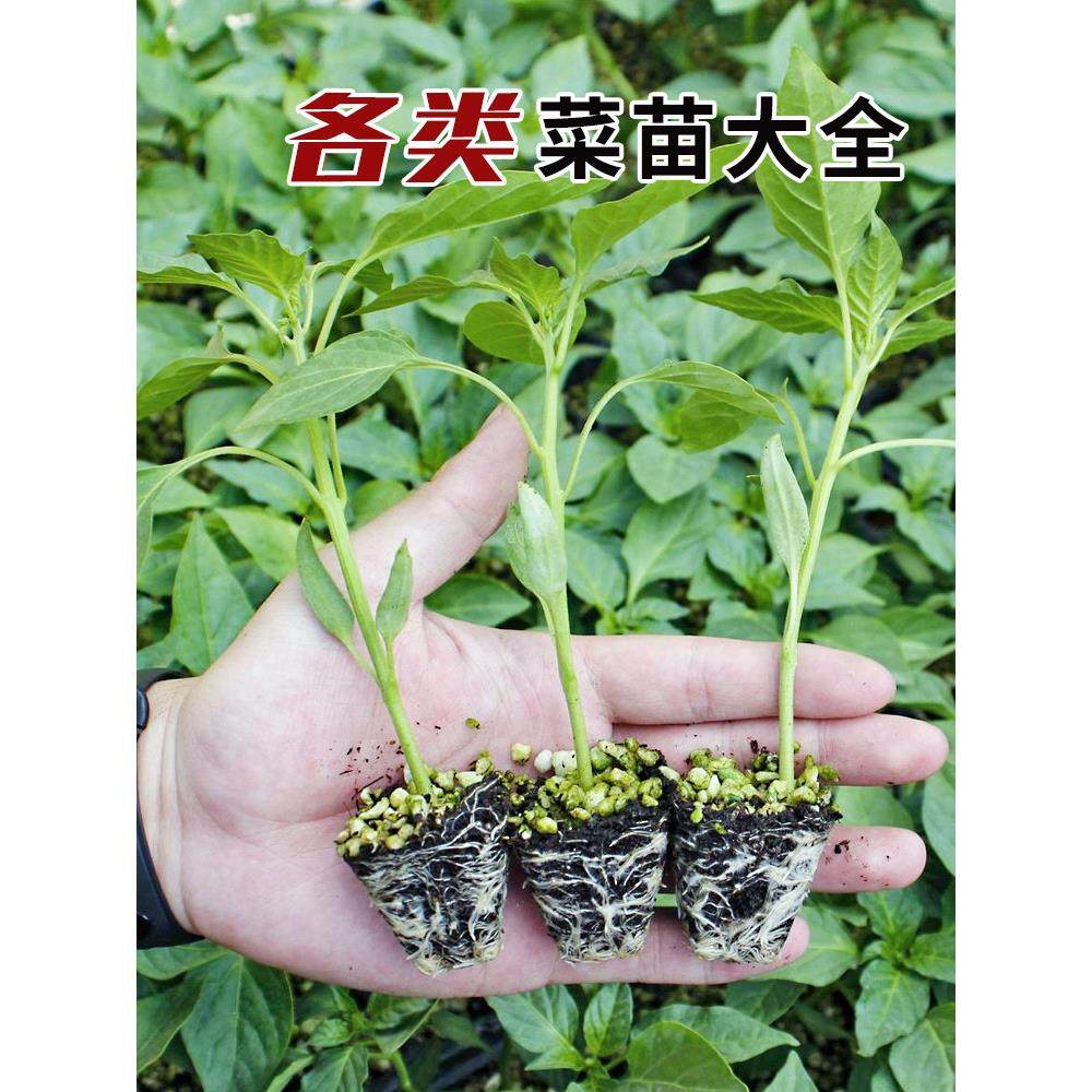 西红柿苗黄瓜辣椒茄子春秋