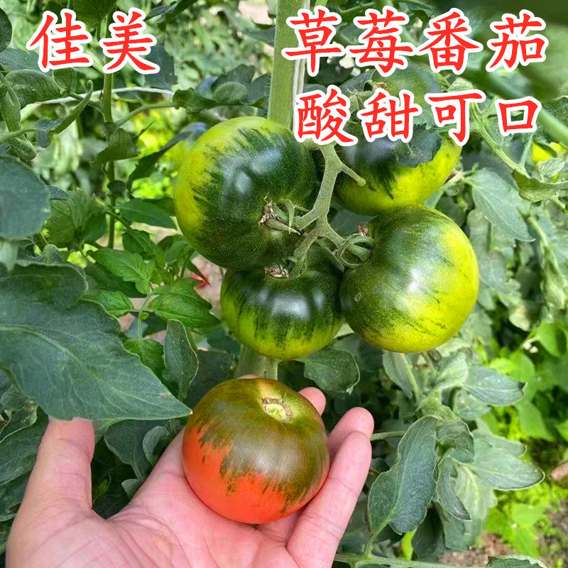 草莓番茄种子丹东铁皮柿籽