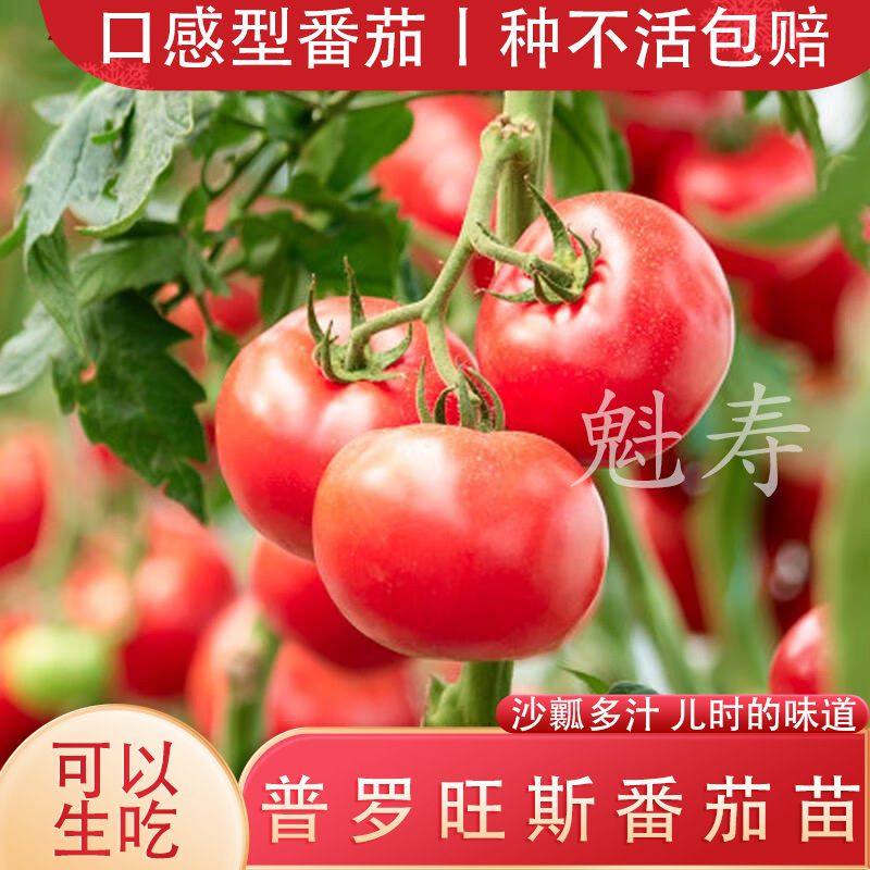大粉番茄苗普罗旺斯果沙瓤