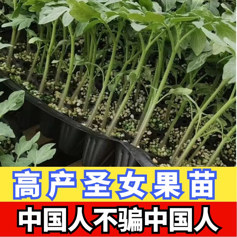 黄色圣女果种籽新鲜水果蔬菜苗秧黄色樱桃小番茄苗山东蔬菜种苗