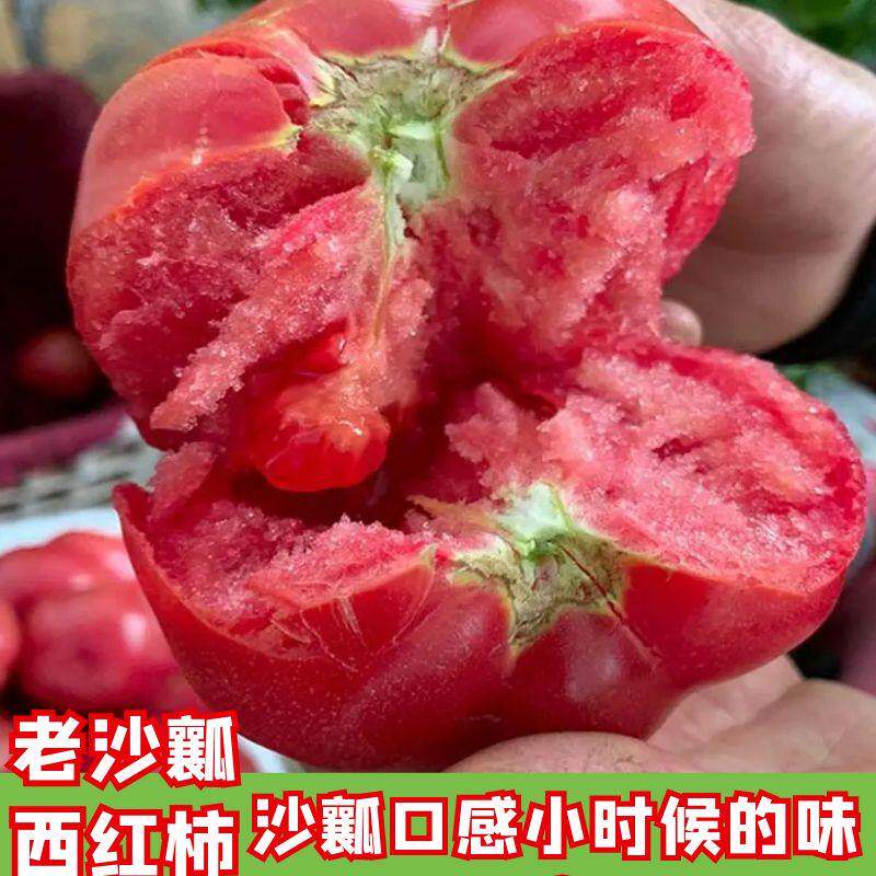 老品种番茄苗秧沙瓤西红柿