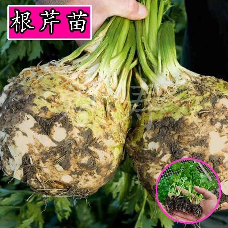 寿光根芹种苗秧高产菜子雪