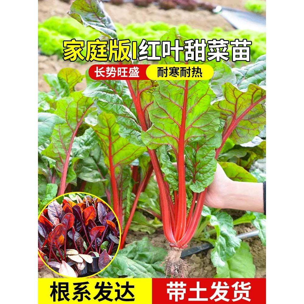 老品种红黄甜菜秧苗红黄梗菜叶菜类小菜春秋四季播阳台秋冬蔬菜苗