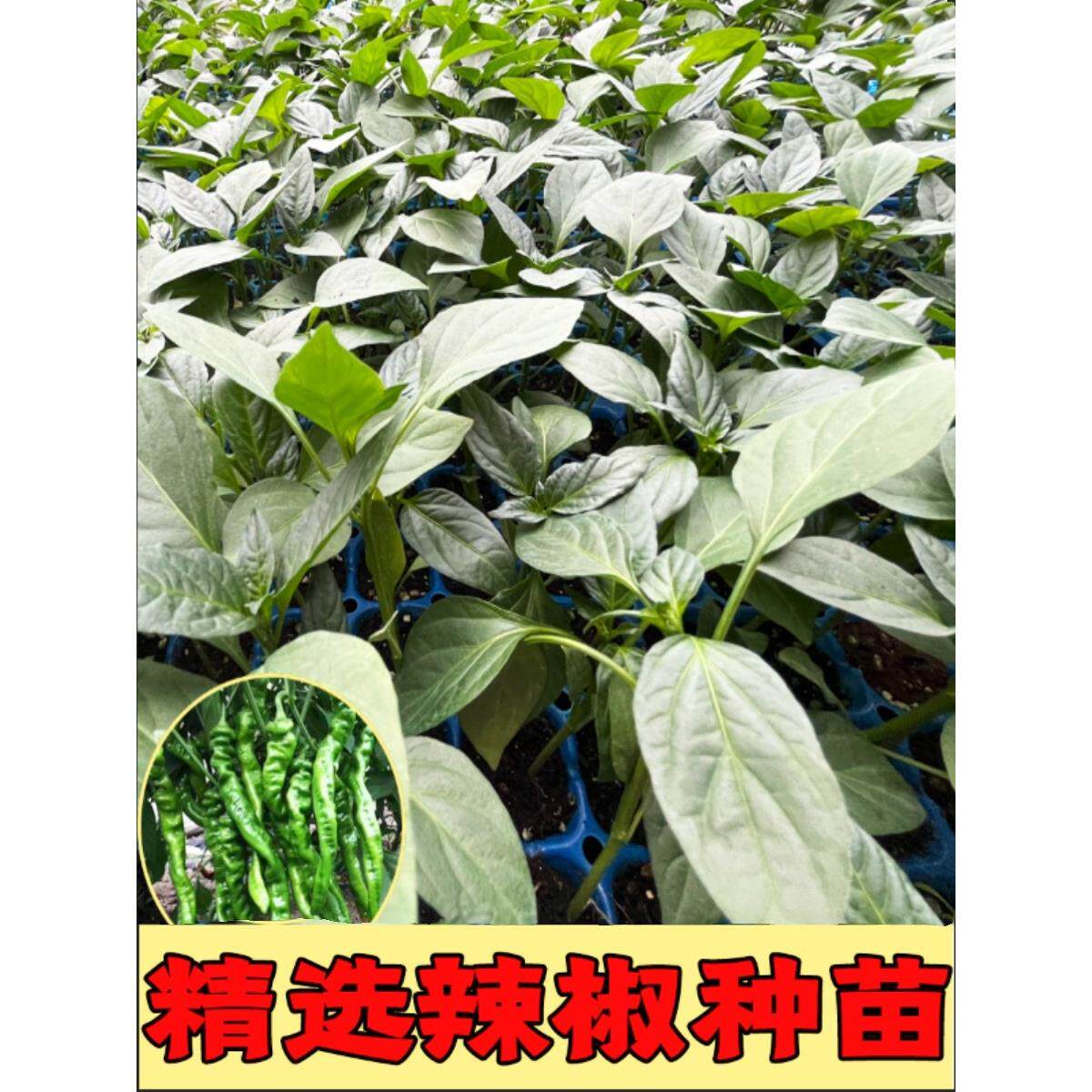 大果螺丝椒秧苗高产特辣旋