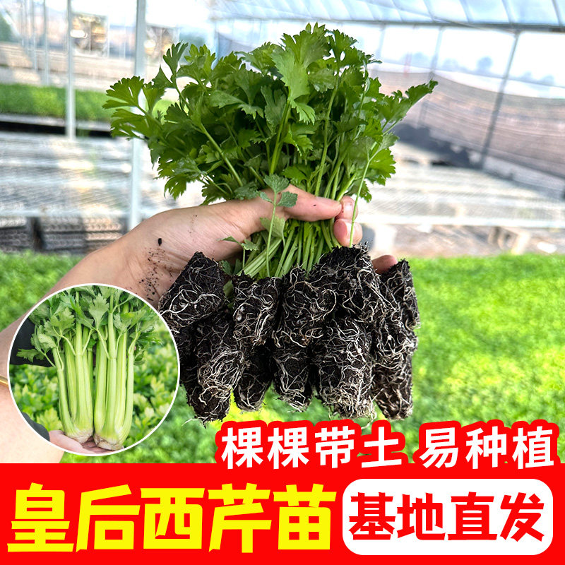 脆嫩大肉芹菜苗根带士球新