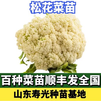 松花青梗有机四季蔬菜番茄苗子