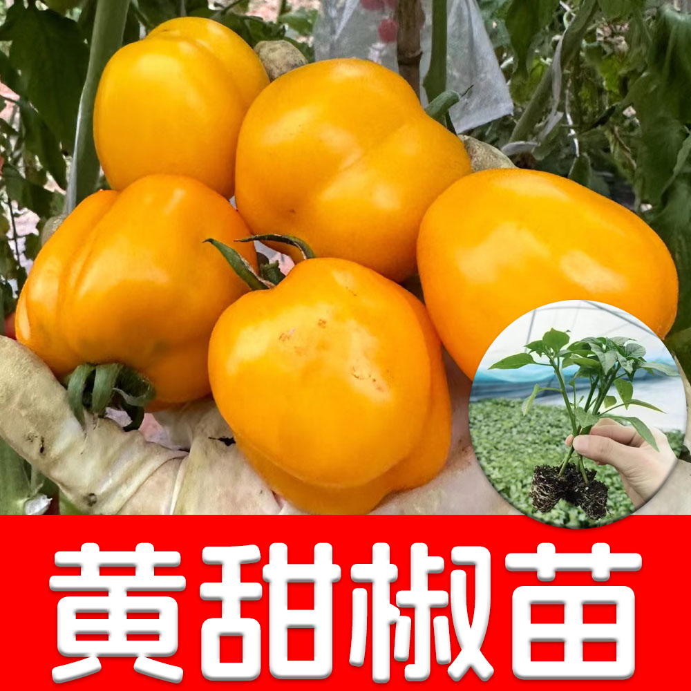 彩色黄甜椒苗辣种子籽菜蔬