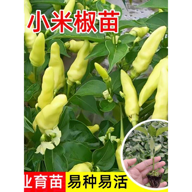 云南小米辣椒苗泡种子朝天