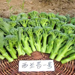 西兰苔秧苗种子种籽西兰花菜苔籽种芥蓝西蓝菜苔苗四季菜心苔菜