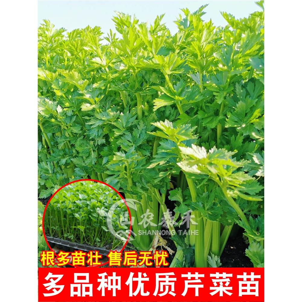 新鲜大芹菜苗根四季小香西
