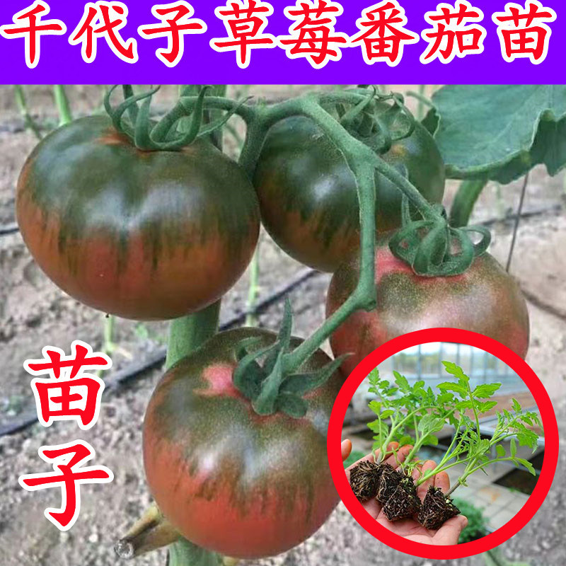 铁皮绿腚草莓柿子苗水果番