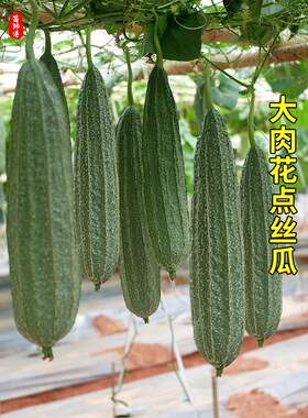 花点大肉棱丝瓜苗秧种子籽