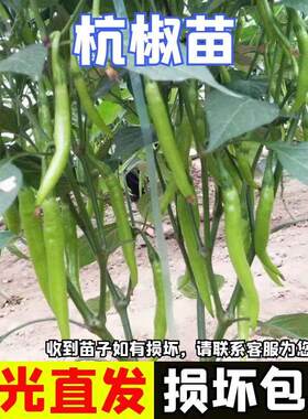 杭椒苗秧正宗子不辣小1号7