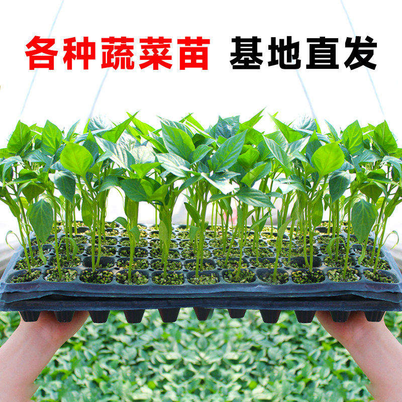 蔬菜苗辣椒秧西瓜甜种子番