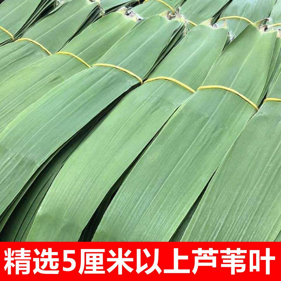 纯天然大号芦苇叶新鲜粽叶 精选5厘米以上芦苇叶柴叶长粽子叶