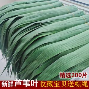 芦苇叶新鲜粽叶 大小号长粽子叶 柴叶端午节包粽子叶子苏北正宗