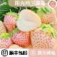包邮 云南粉玉草莓新年礼盒新鲜水果粉草莓元 旦甜草莓露天种植顺丰