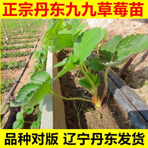 丹东99草莓苗正宗辽宁东港九九红颜牛奶草莓苗四季奶油草莓秧包邮
