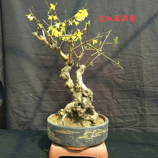 迎春花盆景观花连翘熟桩室内办公桌阳台庭院绿植盆栽