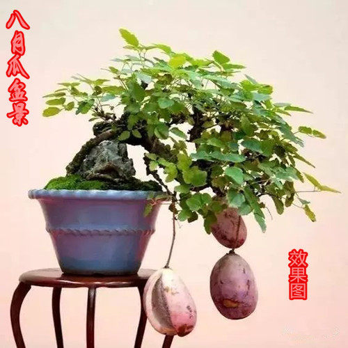 八月瓜老桩盆景熟桩疙瘩室内桌面阳台绿植美观盆栽