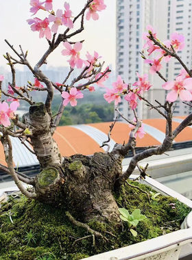 老山樱盆景山樱花熟桩净化空气