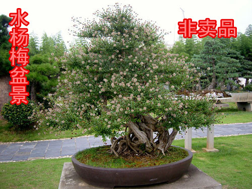 水杨梅盆景熟桩鱼缸新宠植物