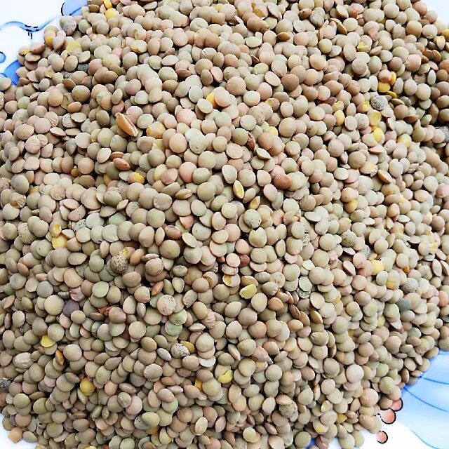 小扁豆小豌豆鸡眼豆优质农家种自留种小兵豆滨豆凉粉凉皮原料发芽