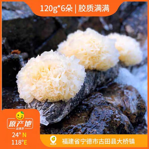 辰颐物语鲜银耳福建古田白木耳6朵720g鲜活雪耳非干货无硫莲子羹