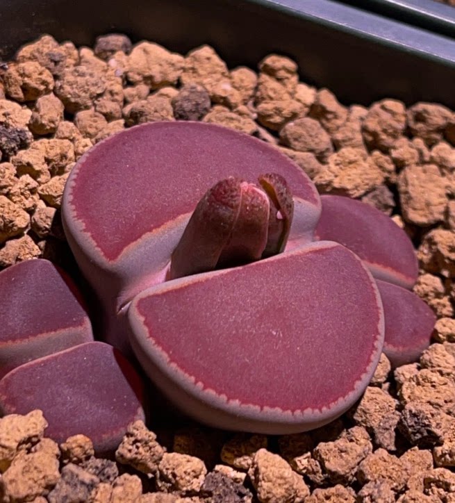 生石花ko 日轮玉 种子 多肉半岛石语