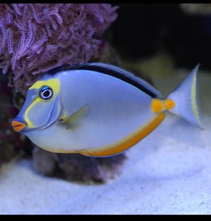 天狗吊黄吊海水鱼观赏鱼活体海水缸倒吊除藻已检疫秒颗粒