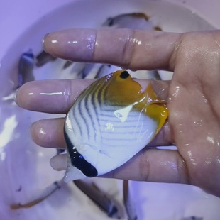 （清库优惠）海水鱼观赏鱼小蝶鱼随机品种随机发货